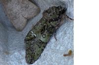 Polyphaenis sericata