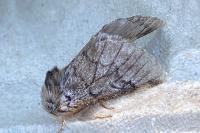 Thaumetopoea pityocampa