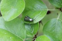 Adela reaumurella