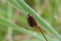 Glyphipterix fuscoviridella