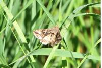 Autographa gamma