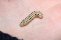 Mythimna