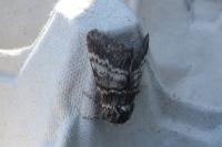 Drymonia ruficornis