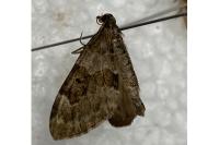 Thera britannica/variata