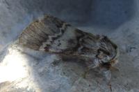 Drymonia ruficornis