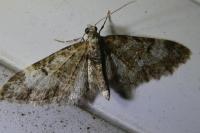 Eupithecia irriguata
