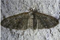 Eupithecia abbreviata