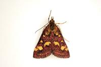Pyrausta purpuralis