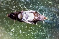 Notocelia cynosbatella