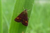 Pyrausta aurata