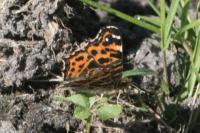 Araschnia levana