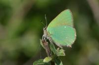 Callophrys rubi