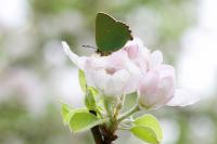 Callophrys rubi
