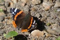 Vanessa atalanta