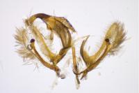 Cnephasia cupressivorana