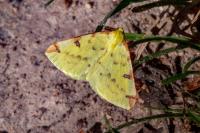 Opisthograptis luteolata