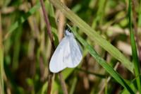 Leptidea sinapis