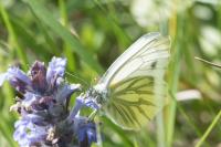 Pieris napi