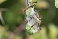 Malacosoma neustria