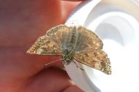 Erynnis tages