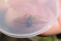 Lythria cruentaria