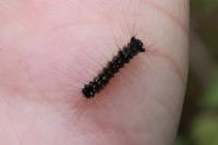Lymantria dispar