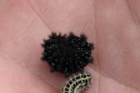 Melitaea cinxia