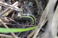 Callimorpha dominula