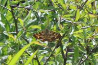 Ematurga atomaria