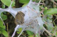 Malacosoma neustria