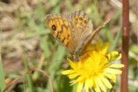 Lasiommata megera