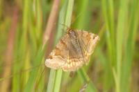 Euclidia glyphica