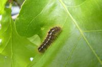 Euproctis chrysorrhoea