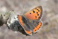 Lycaena phlaeas