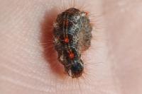 Euproctis chrysorrhoea