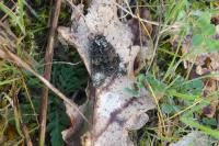 Craniophora ligustri