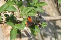 Lycaena phlaeas