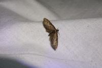 Eupithecia abbreviata