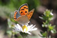 Lycaena phlaeas