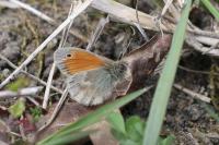 Coenonympha pamphilus