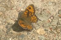 Lasiommata megera