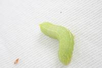 Amphipyra pyramidea