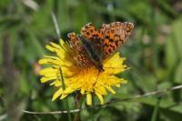 Boloria dia