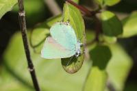 Callophrys rubi