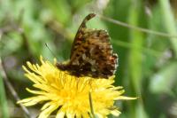Boloria dia