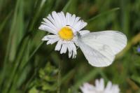 Leptidea sinapis