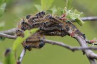 Malacosoma neustria