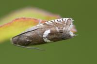 Grapholita lunulana