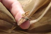 Ematurga atomaria