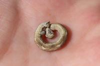 Aspitates ochrearia